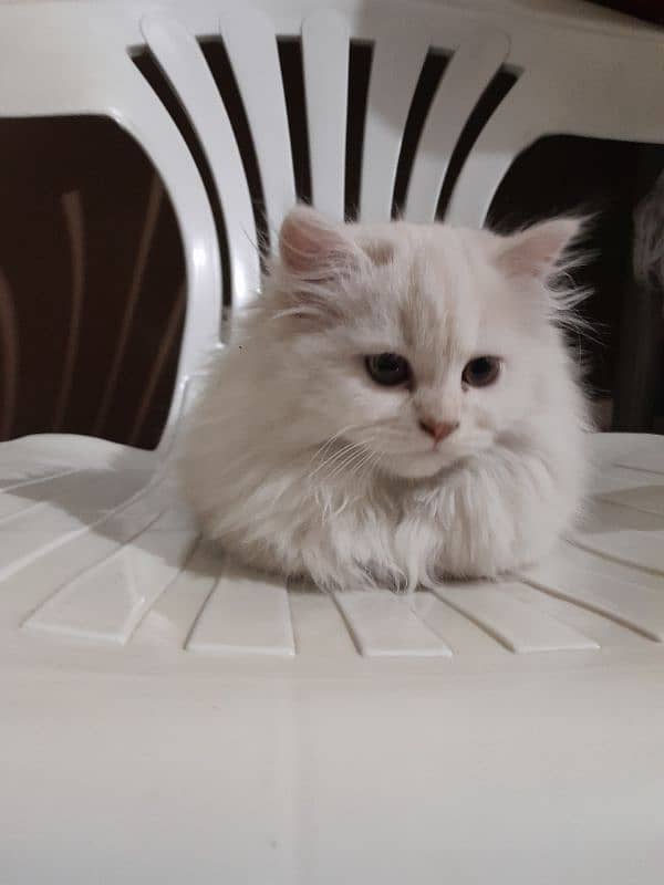 Triple coated Persian female kitten for sale 03315610264 6