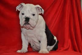 English bulldog male puppy available in Pakistan for sale