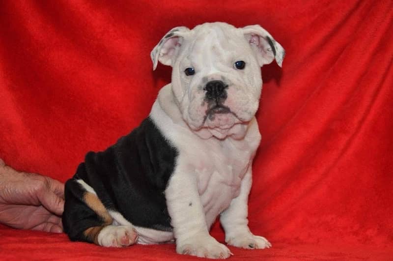 English bulldog male puppy available in Pakistan for sale 1