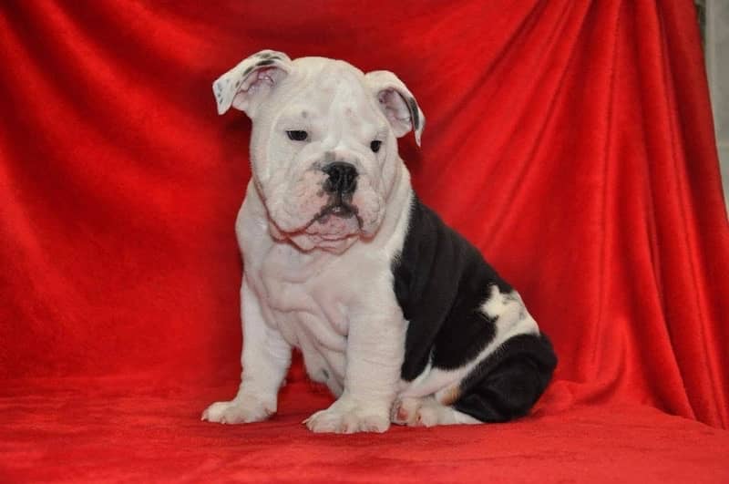 English bulldog male puppy available in Pakistan for sale 2