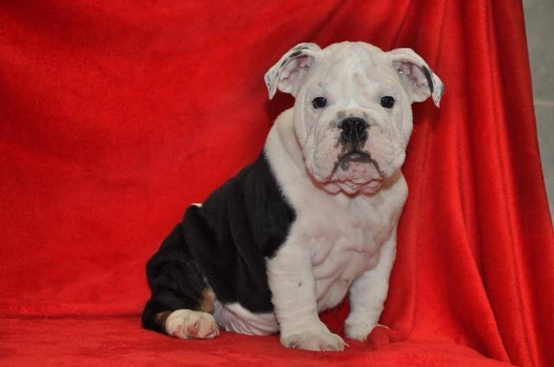 English bulldog male puppy available in Pakistan for sale 3