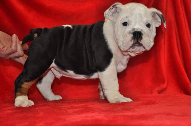 English bulldog male puppy available in Pakistan for sale 4