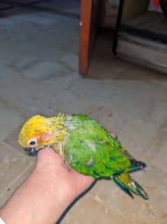 Sunconure