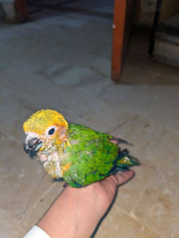 Sunconure chick 1