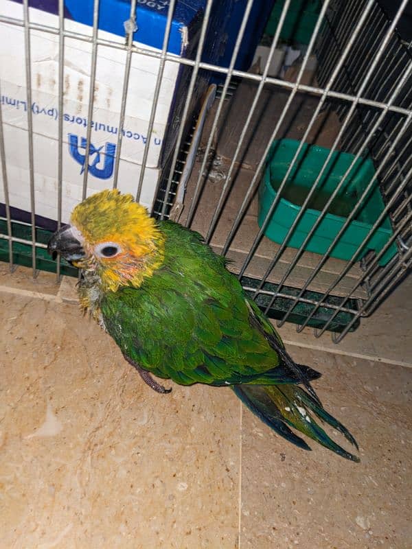 Sunconure chick 2