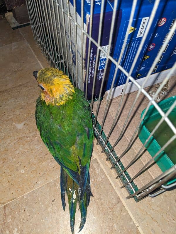 Sunconure chick 3