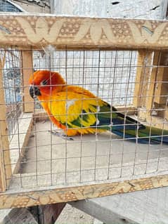 Sun Conure