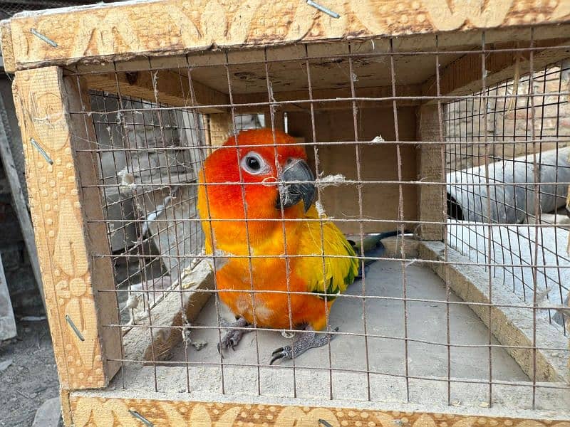 Sun Conure 1