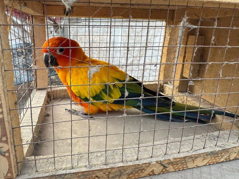 Sun Conure 2