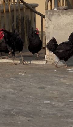 Australorp Egg lying Hens