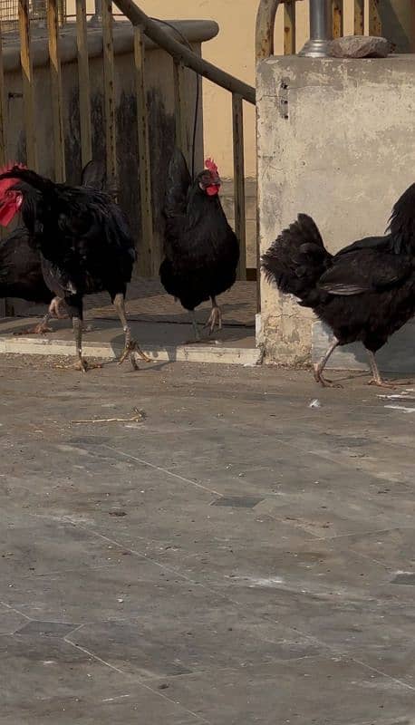 Australorp Egg lying Hens 0