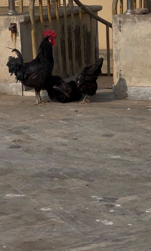 Australorp Egg lying Hens 3