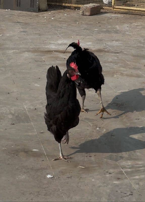 Australorp Egg lying Hens 4