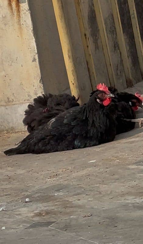 Australorp Egg lying Hens 5