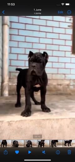 cane corso imported pedigree puppy available here