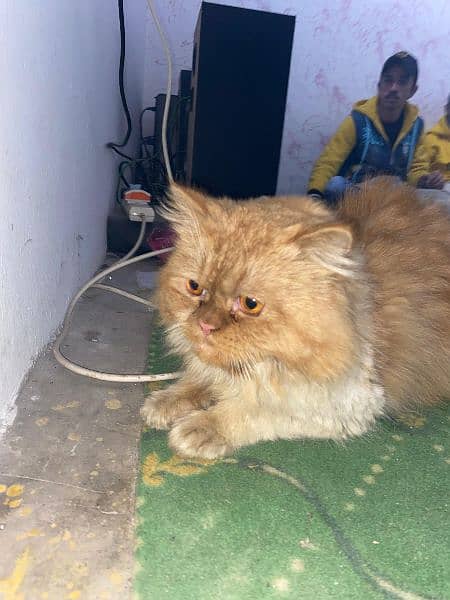 Persian Male Cat For Sale 0