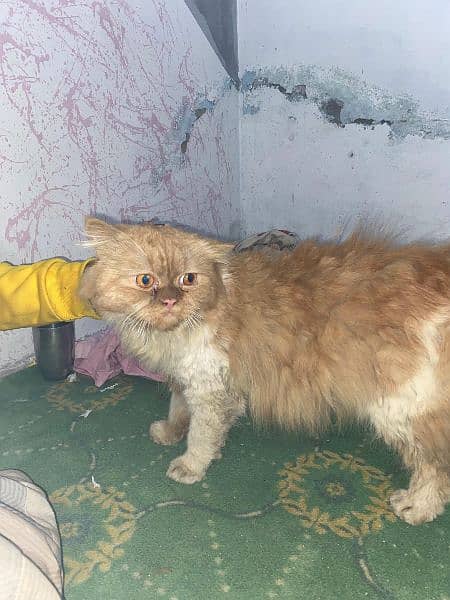 Persian Male Cat For Sale 1