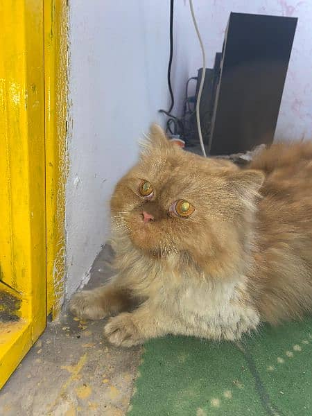 Persian Male Cat For Sale 2