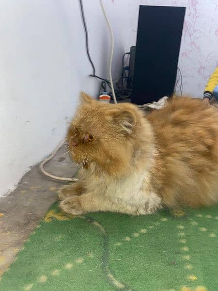 Persian Male Cat For Sale 3