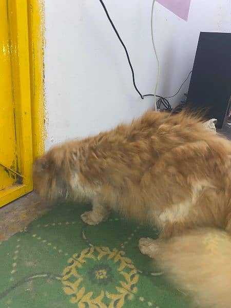 Persian Male Cat For Sale 4