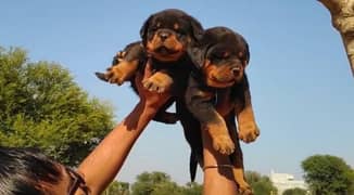 Rottweiler