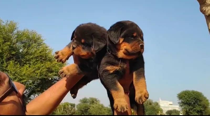 Rottweiler pedigree microchipped puppy available here 1