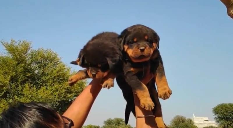 Rottweiler pedigree microchipped puppy available here 2