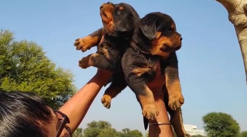 Rottweiler pedigree microchipped puppy available here 3