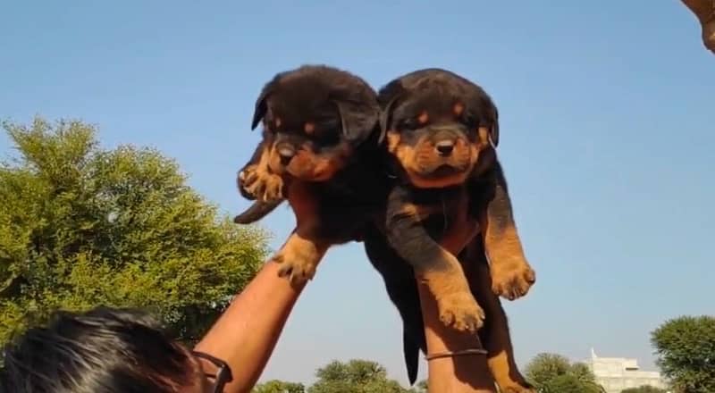 Rottweiler pedigree microchipped puppy available here 4