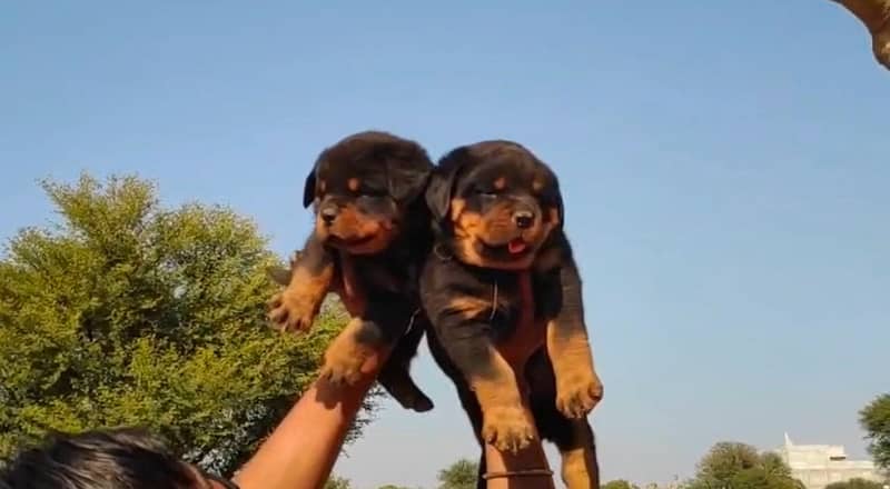 Rottweiler pedigree microchipped puppy available here 5