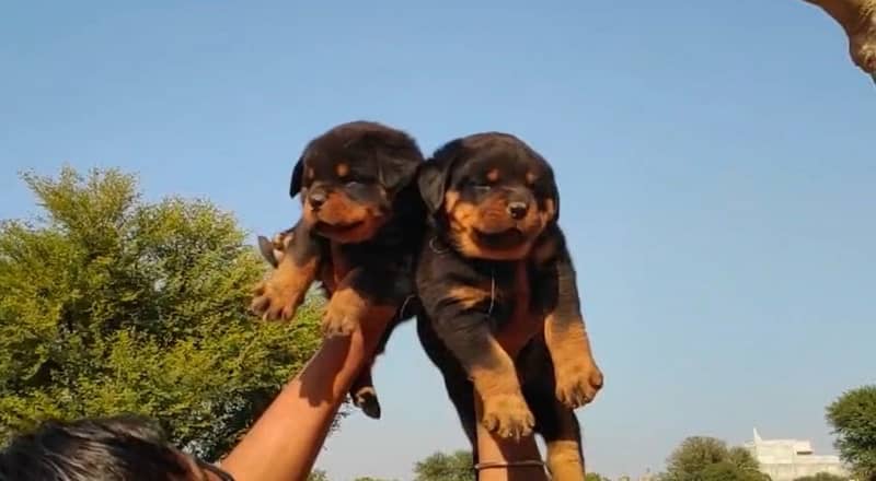 Rottweiler pedigree microchipped puppy available here 6