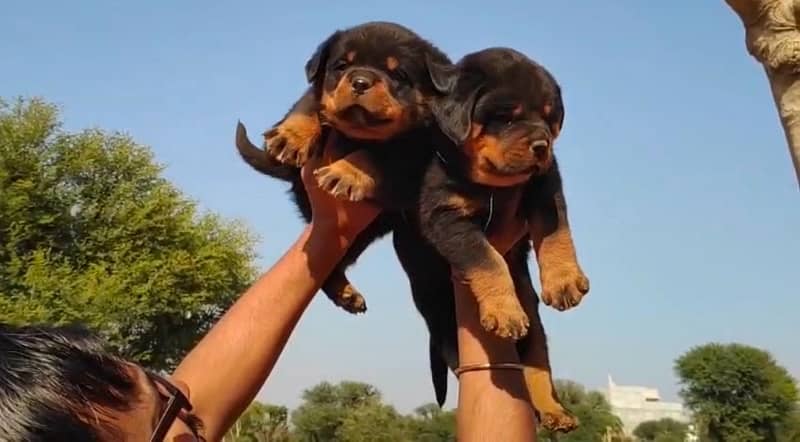 Rottweiler pedigree microchipped puppy available here 7