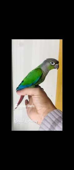 Green Cheek Conure