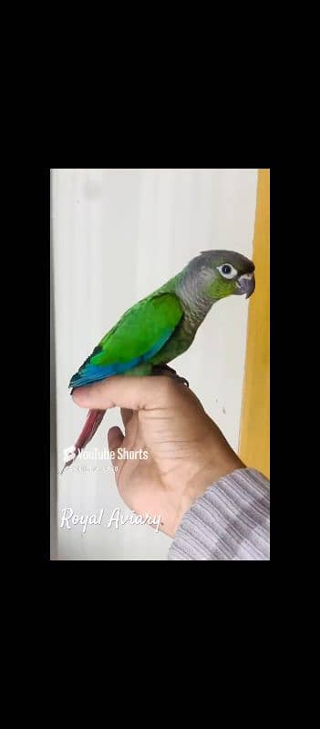 Green Cheek Conure 0