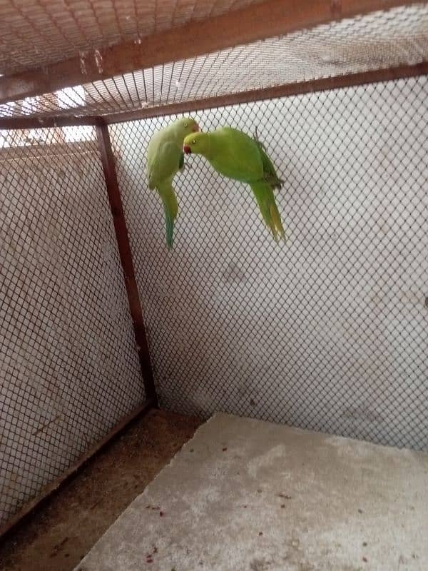 ringneck pair 2