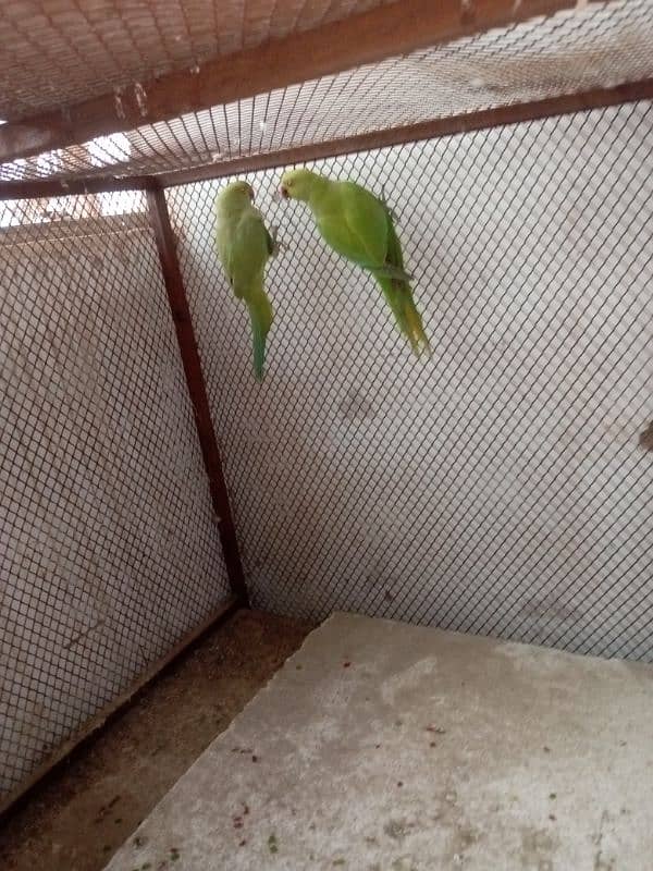 ringneck pair 3