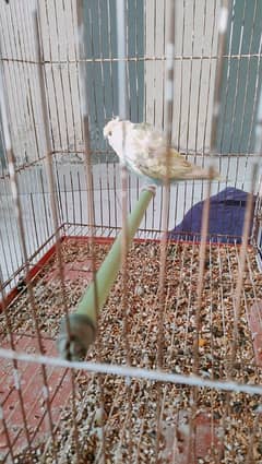 HOGOROMO BREEDER FEMALE BUGIE FOR RS. 1200