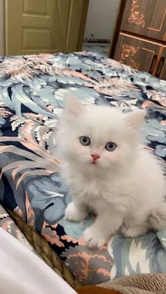 Persian kitten 2 months old punch face