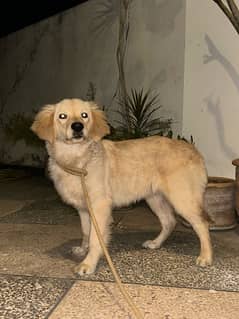 Golden Retriever Female puppy