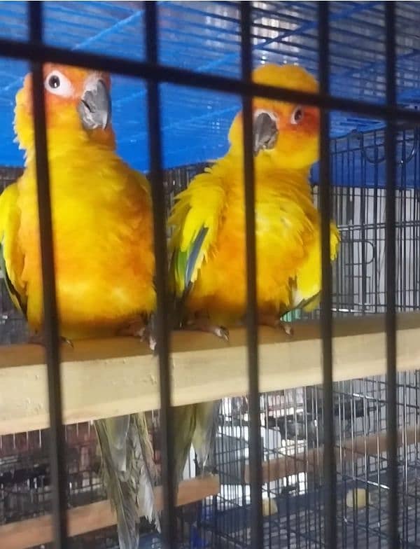 urgent sale red factor sunconure healthy breeder pair 0