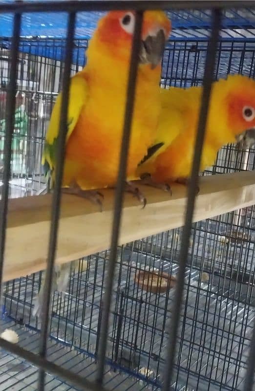 urgent sale red factor sunconure healthy breeder pair 1