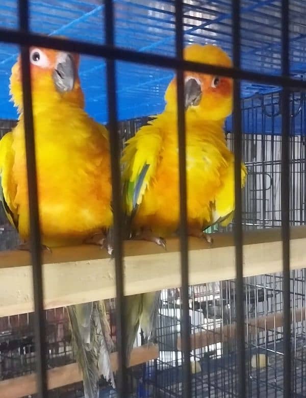 urgent sale red factor sunconure healthy breeder pair 2