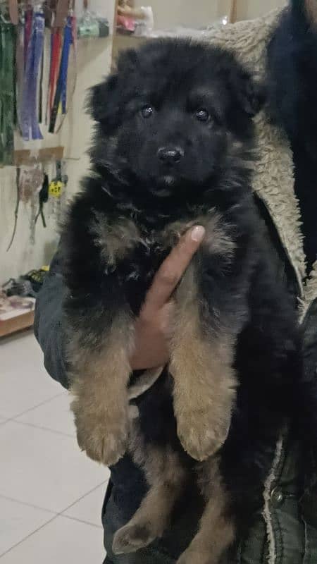 Extreme Quality female pup Non ped 4