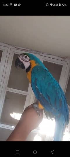 Blue n Gold Macaw 0317-2151409