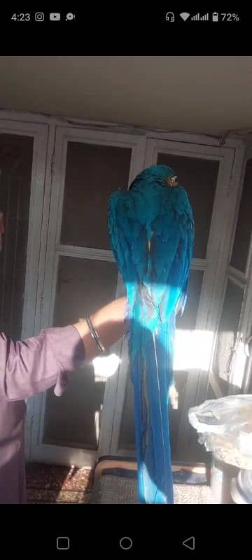 Blue n Gold Macaw 0317-2151409 1