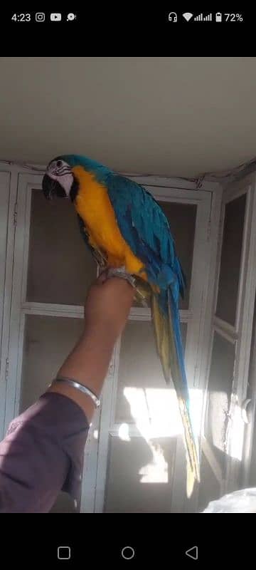 Blue n Gold Macaw 0317-2151409 3