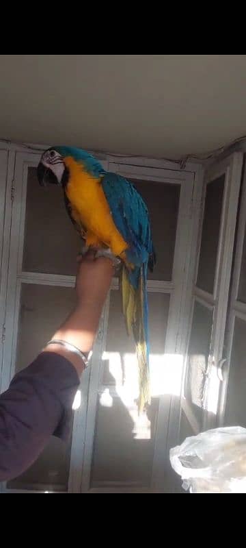 Blue n Gold Macaw 0317-2151409 4