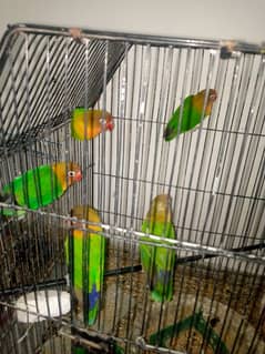 Selling My Fishers parrots 5 piece