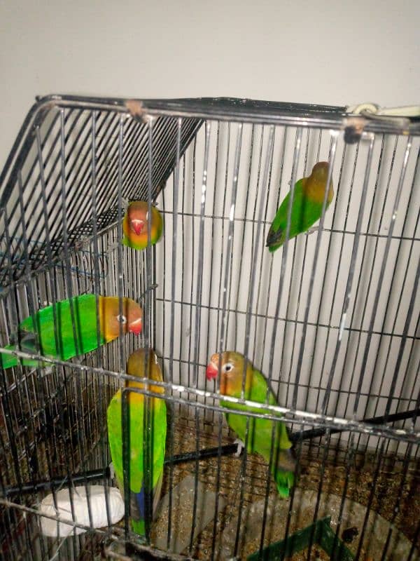 Selling My Fishers parrots 5 piece 1