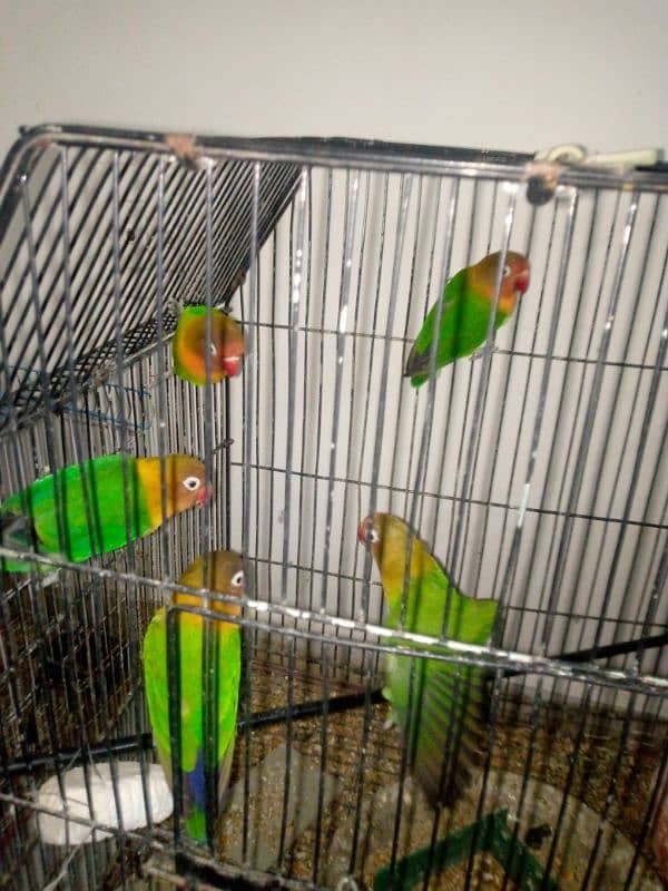 Selling My Fishers parrots 5 piece 2